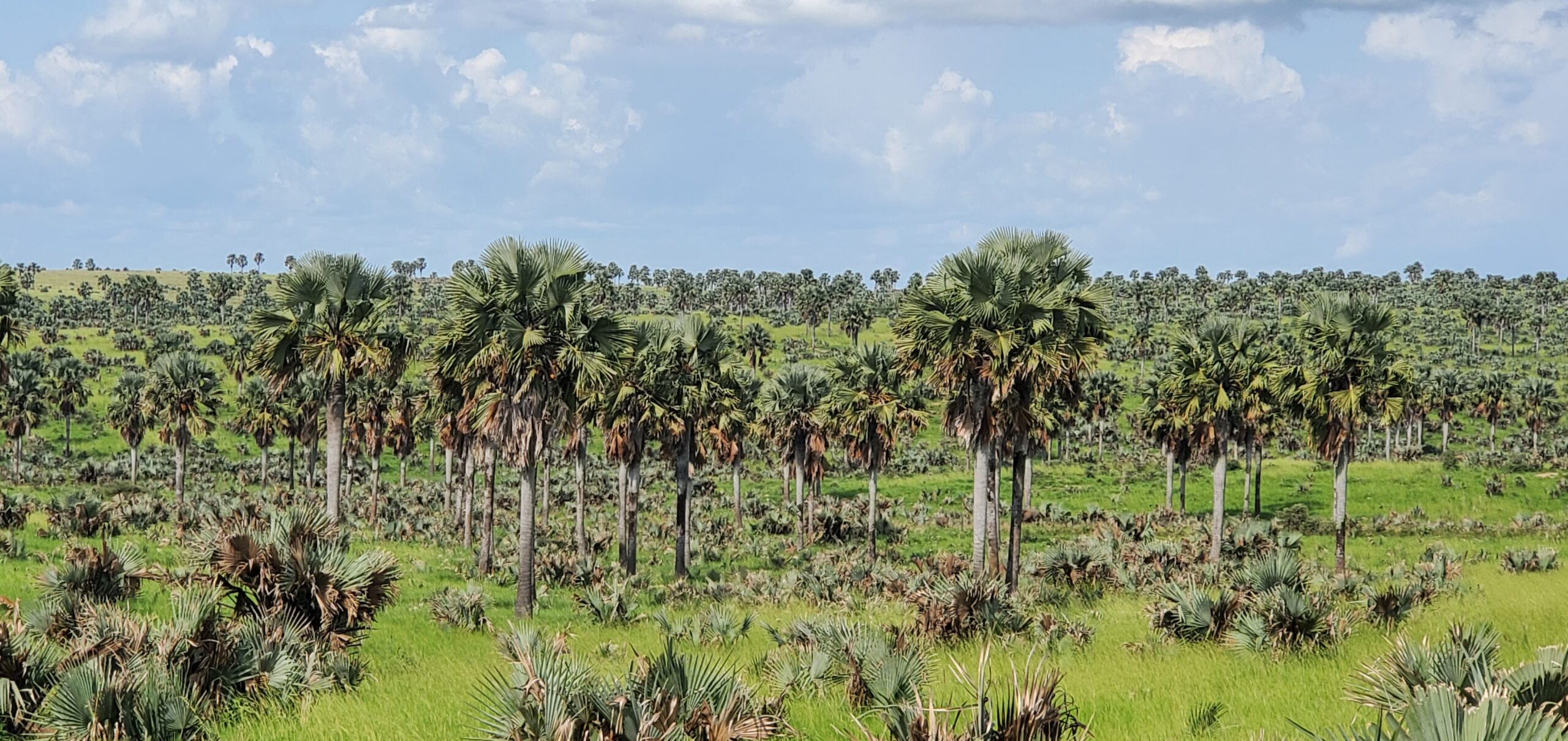Borassus Plants threatening to close up MFNP in the southern part of the park scaled
