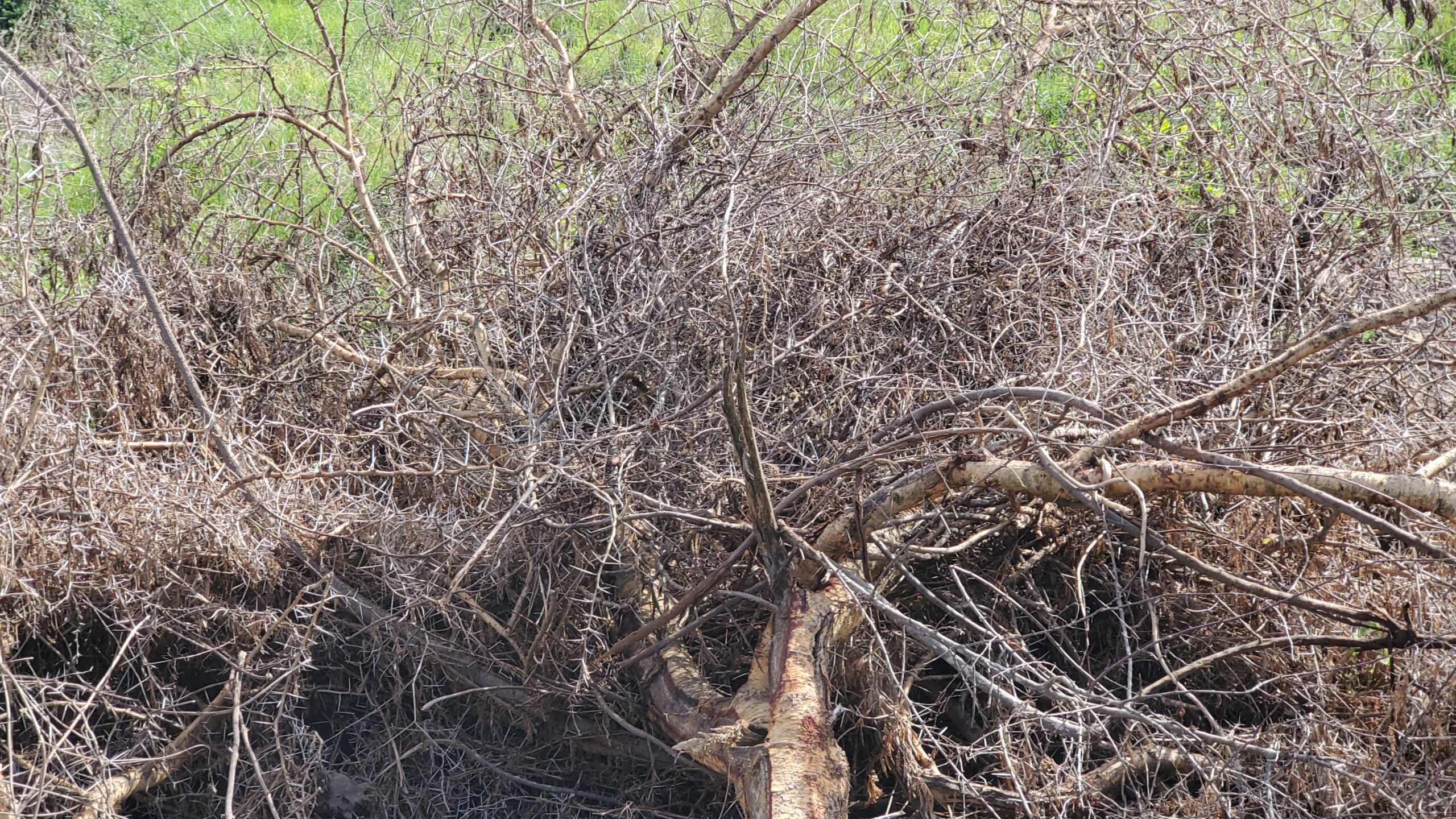 invasive plant