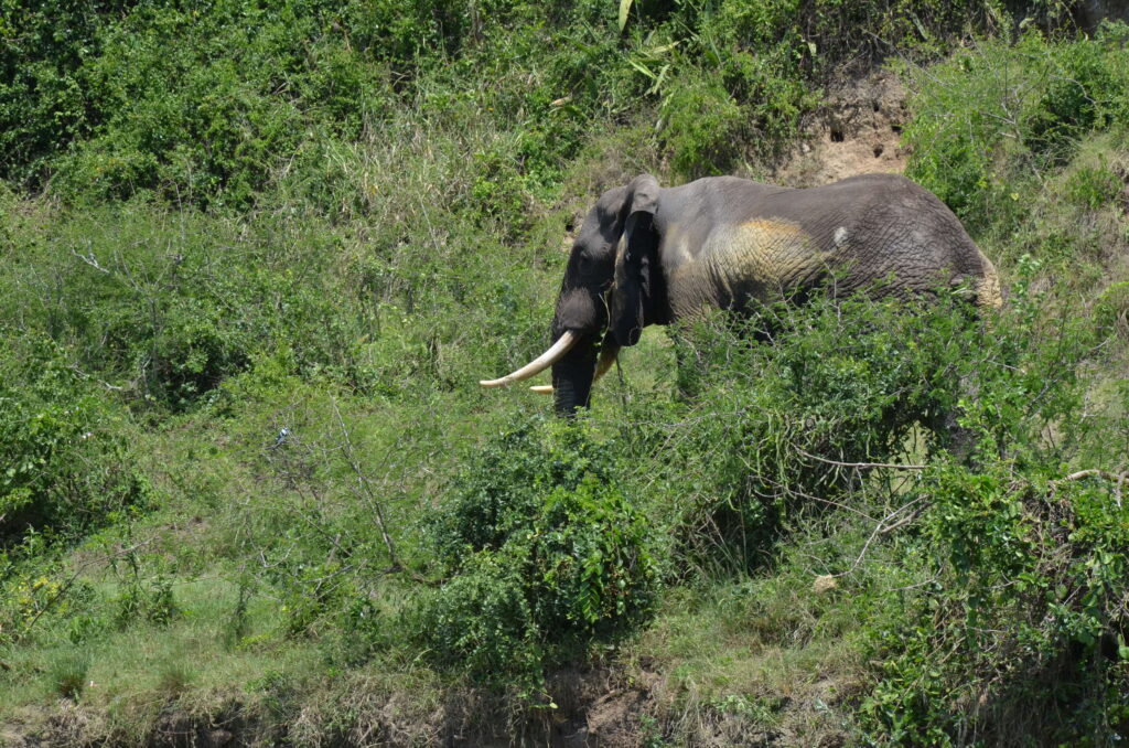 Elephansts grazing in Queen Elizabeth National park 2