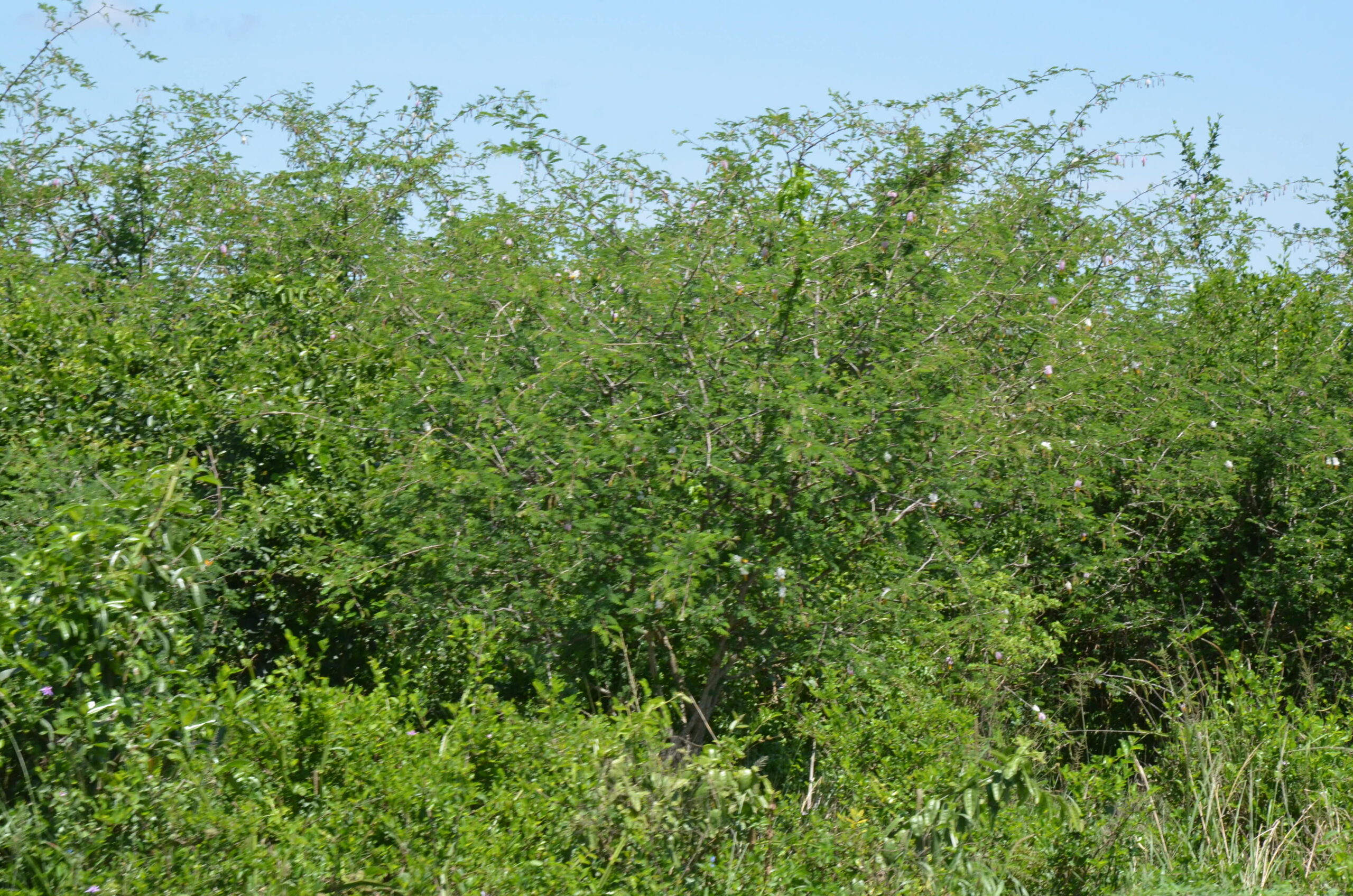 Some of the Invasive Plant Species in the Park 2 scaled