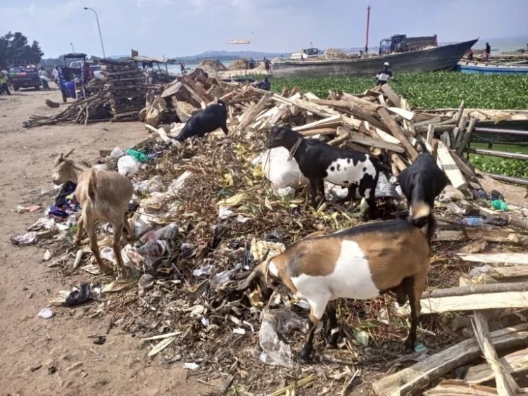 goats feeding at Ggaba