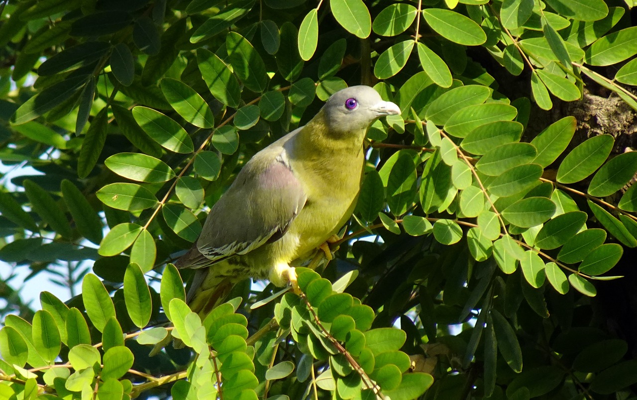 green pigeon