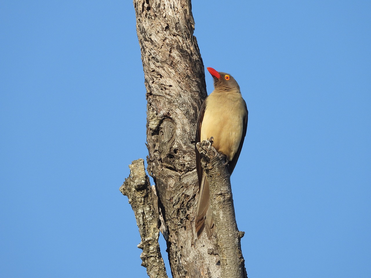 Vidhibiti asili vya wadudu waharibifu wa wanyama vilivyo hatarini kutoweka: Kole (Oxpeckers) watoweka katika ukanda wenye ng’ombe, Kusini Magharibi mwa Uganda.