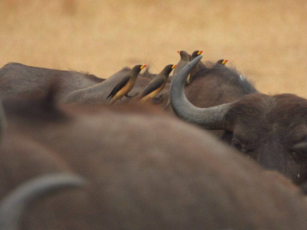 oxpeckers on bufallos