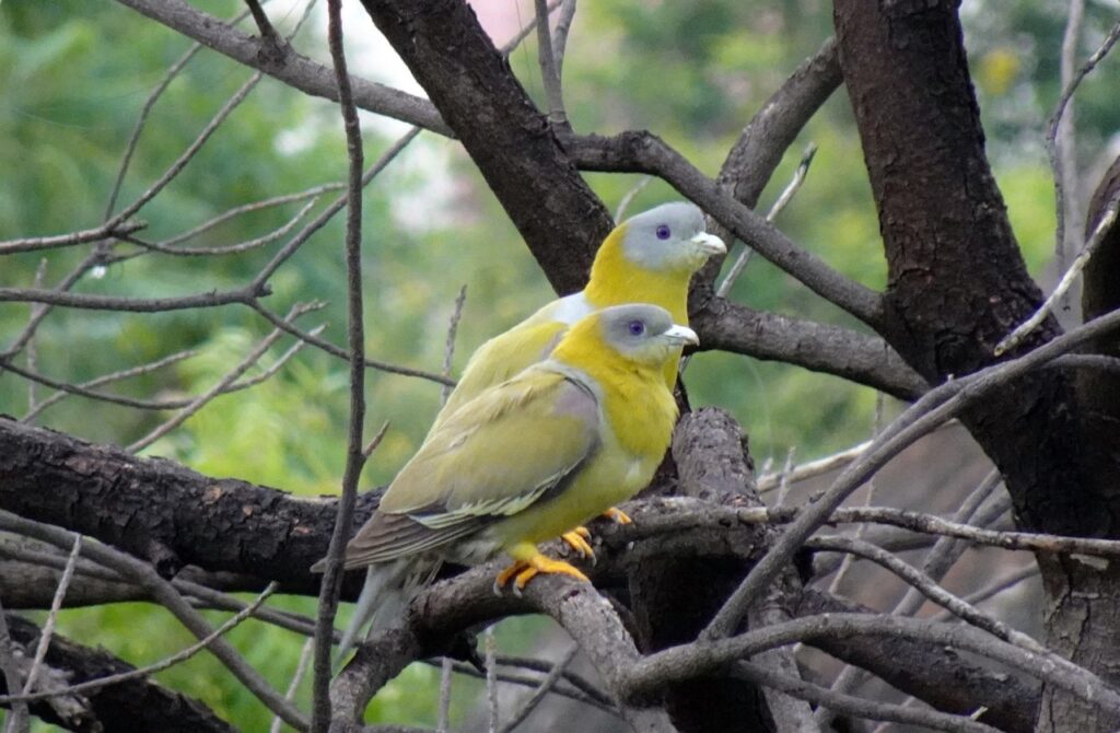 GREEN PIGEONS PAIR