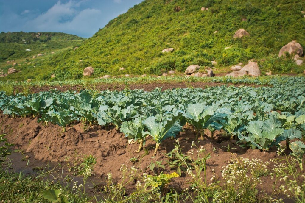 Informal irrigation at river Kisian