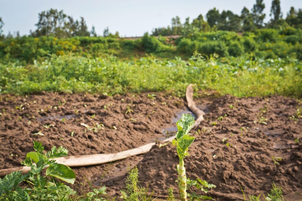 Informal irrigation from River Kisian 2