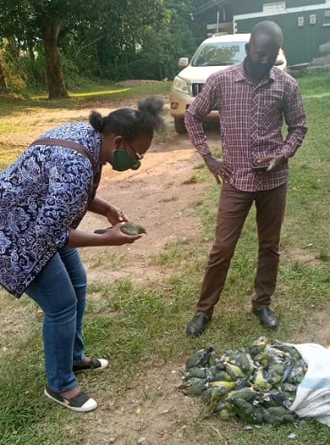 Poaching at sale of African green pigeos is a lucrative illegal trade in Western Uganda