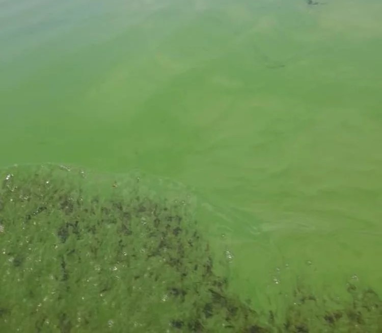 algae bloom