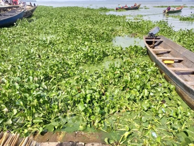 water hyacinth at Luzira