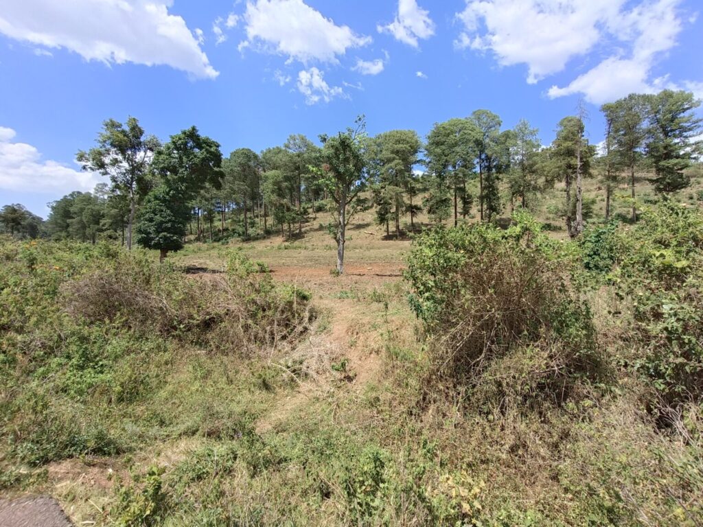 webuye deforested area