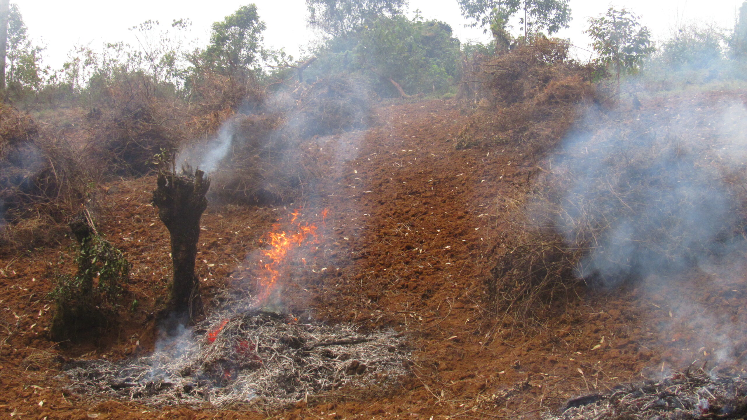 BUSHFIRE scaled