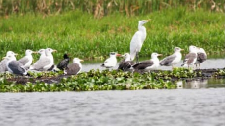 Bird sanctuary at Katonga