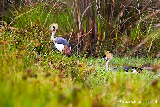 Grey Crown crane at Rugezi