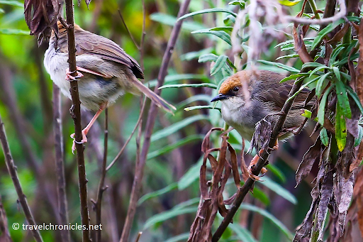 Grey bird at Rugezi