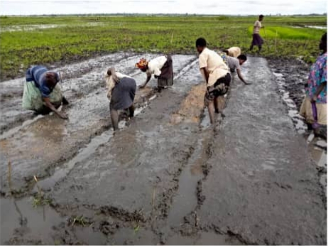 Katonga clearance for rice plantation