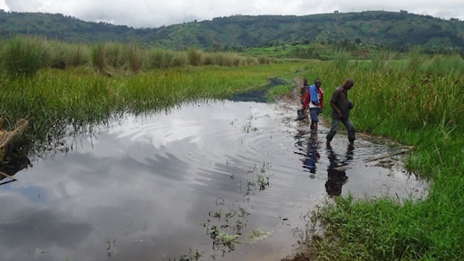 wetland