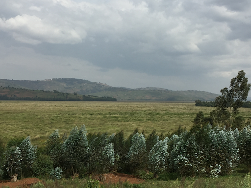 conservation efforts at Rugezi