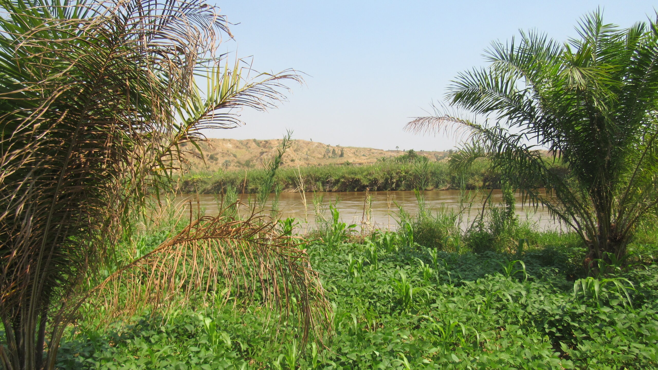 maize fields on Rusizi scaled