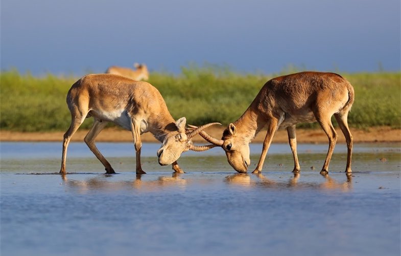 migratory species