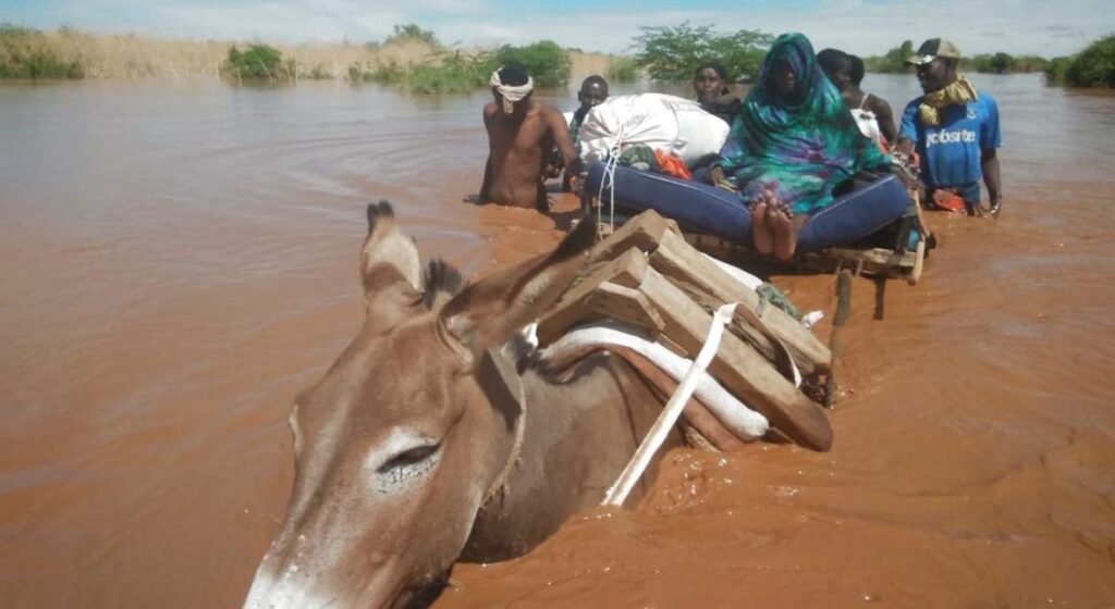 Elderly women travel via donkey