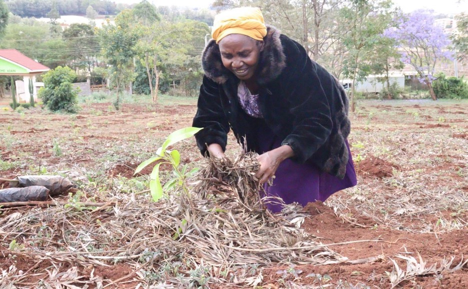 Regina Njoki mulching