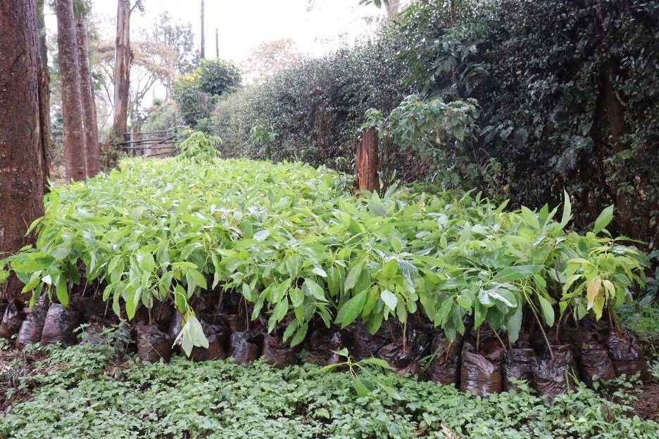 Tree for food seedlings