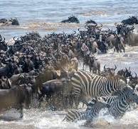 serengeti migration