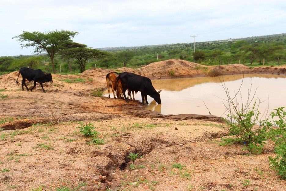surviving cattle