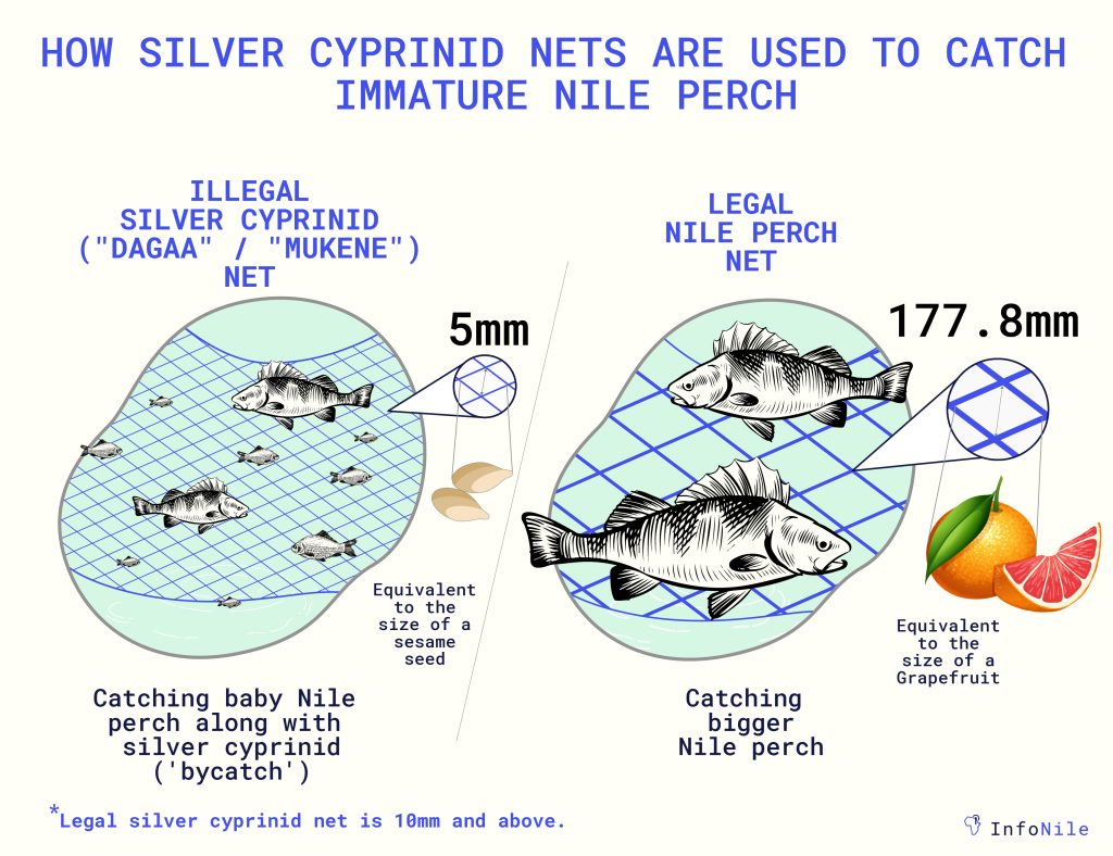 How silver cyprinid nets are used to catch immature Nile perch
