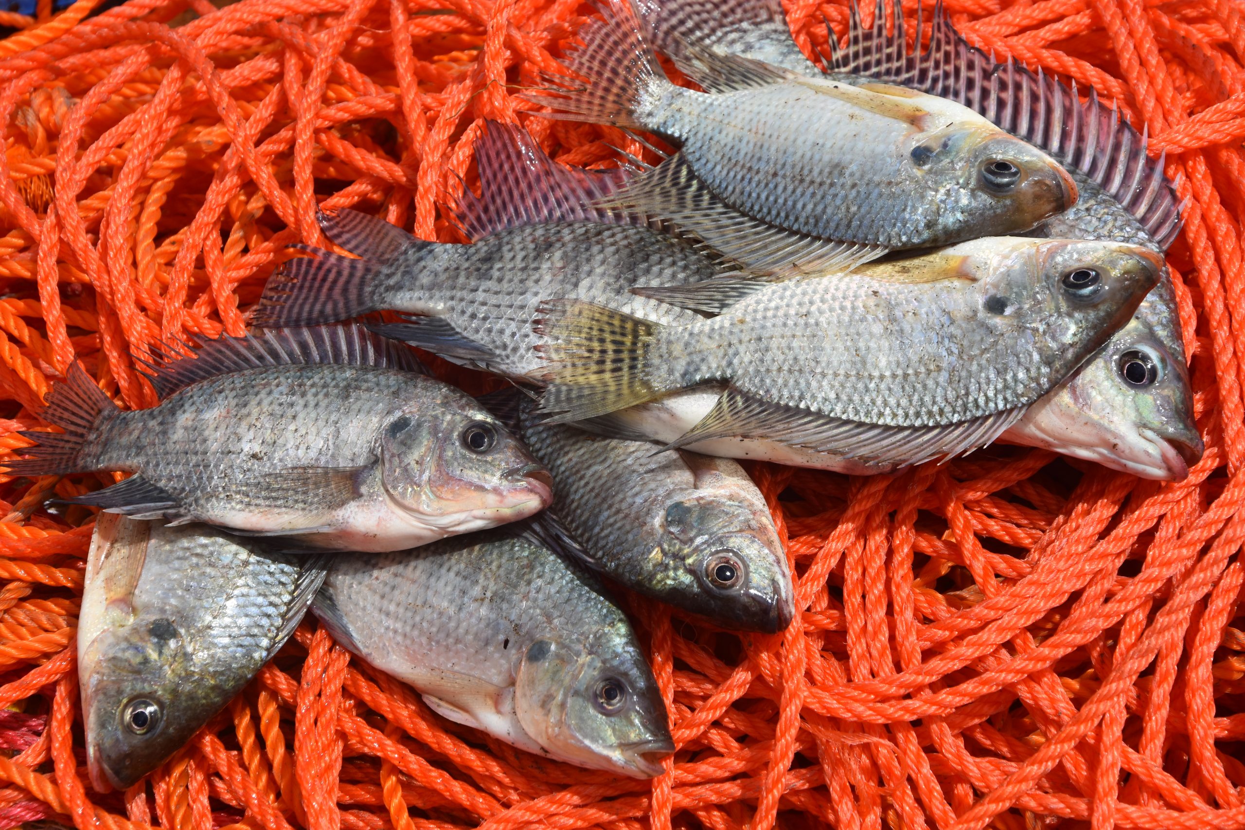 Manyara tilapia closeup scaled