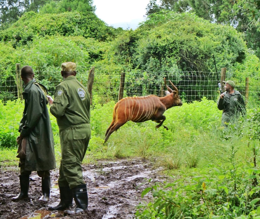 mountain bongo
