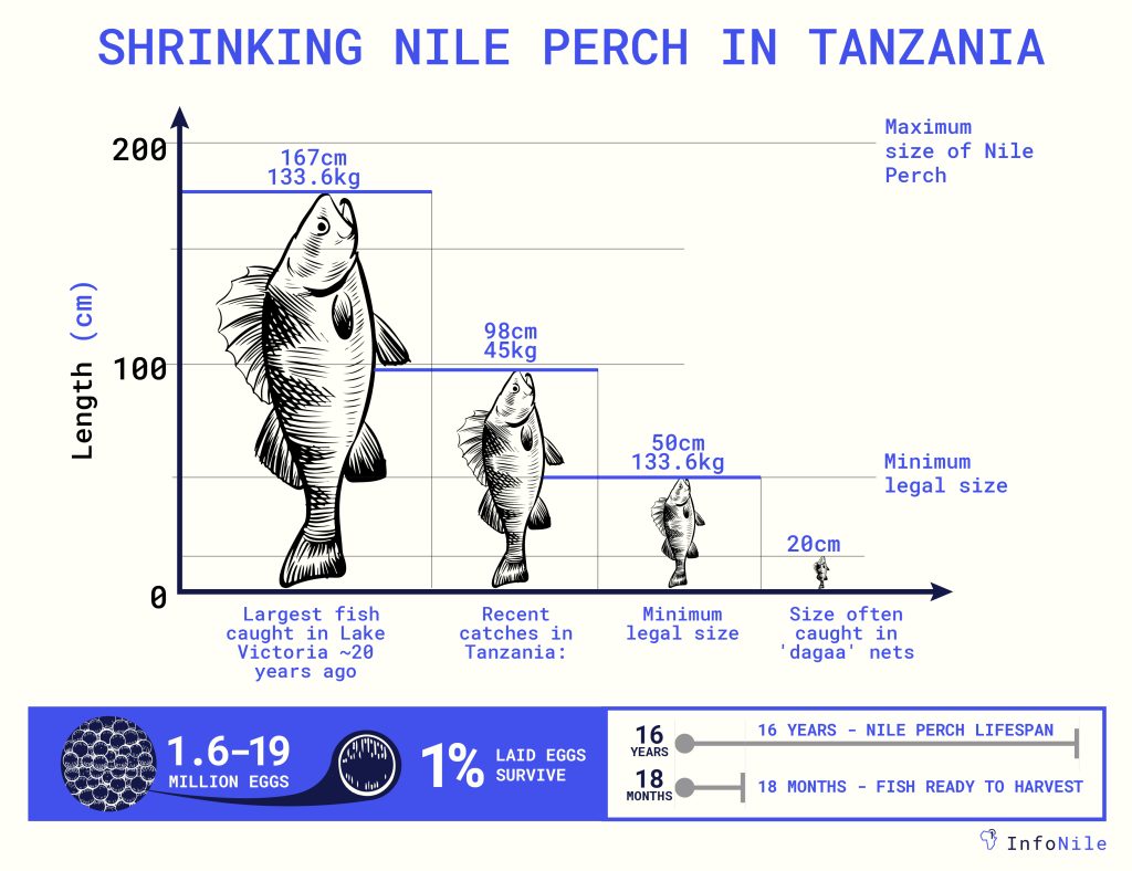 Shrinking Nile Perch in Tanzania