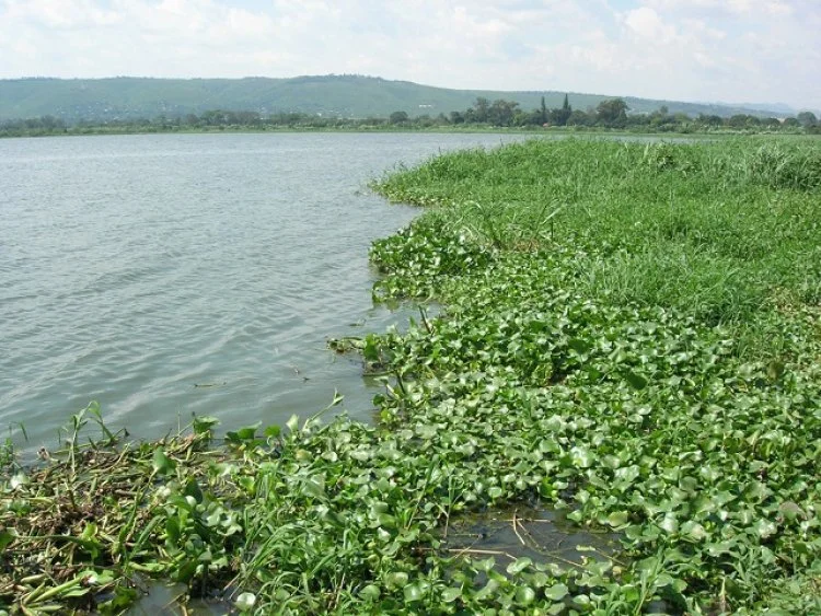 water hyacinth