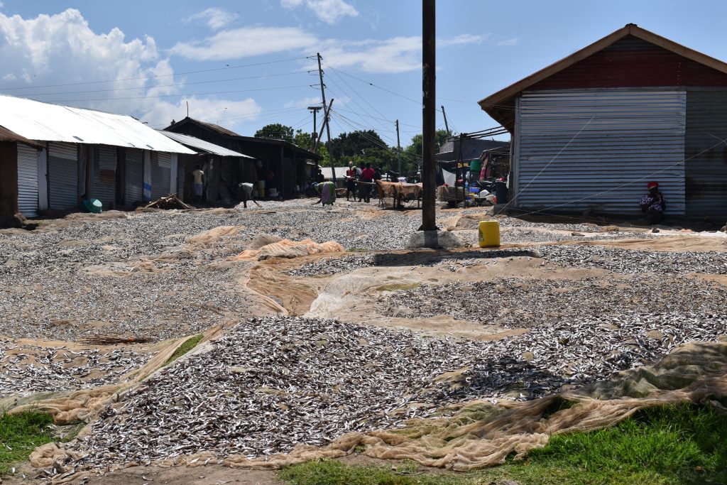 Carpets of silver cyprinid (dagaa) and fulu being sundried in Litare beach