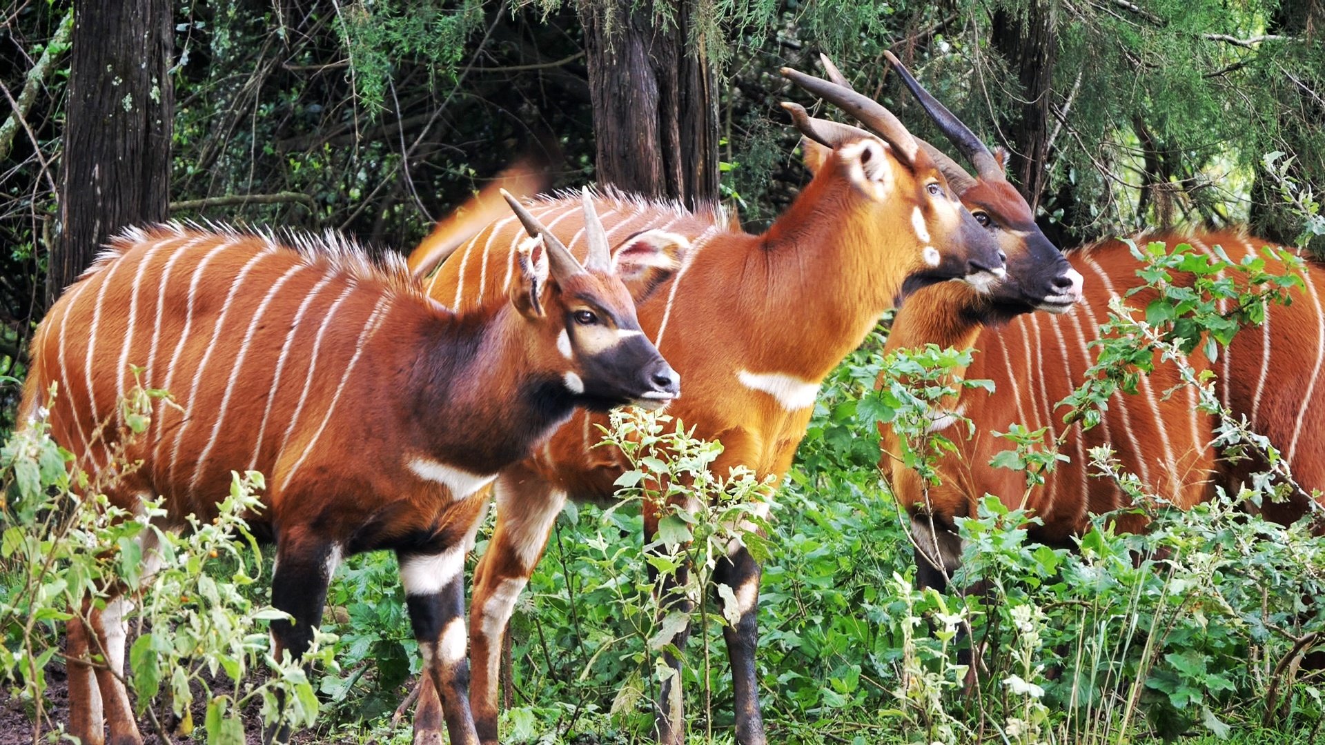 mountain bongo feature image