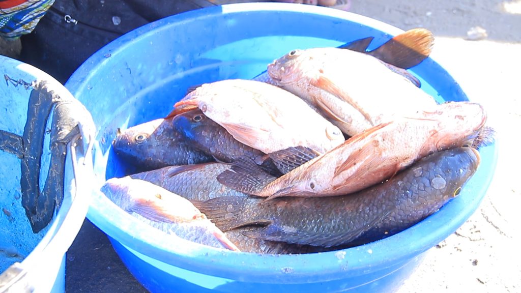 Fish on sale near the dock at Kyavinyonge2