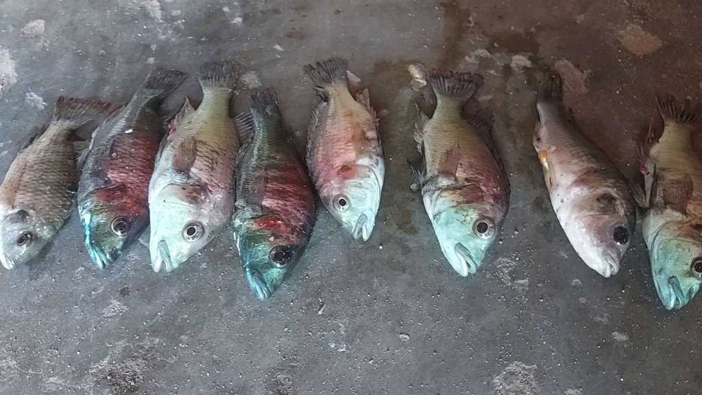 Small fish seized from fishermen with prohibited fishing nets in Kyavinyonge