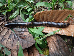 Giant millipede