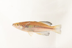 Makira rainbow