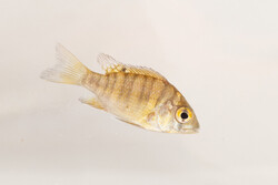 Ptychochromis