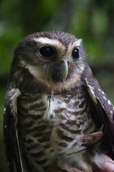 White browed owl