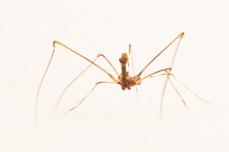new species of spider
