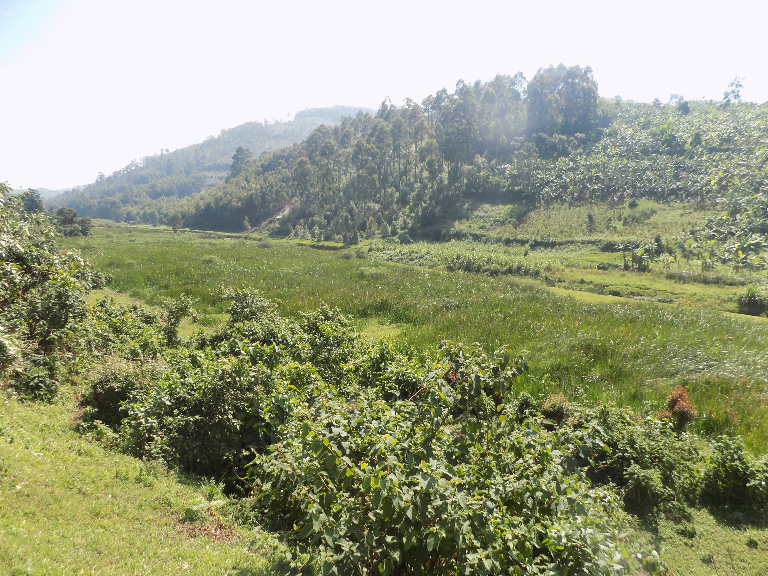 A wetland under recovery in Maziba Kabale district scaled