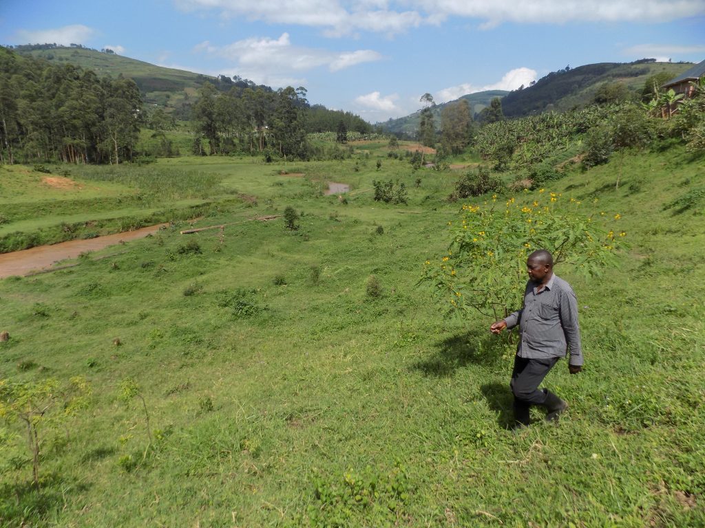 Laban Zaribugire area cleared of encalptus. He is the chairman of UMEEC 1