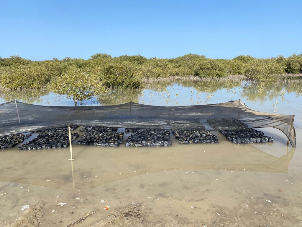 Seedlings nursery in Hamata