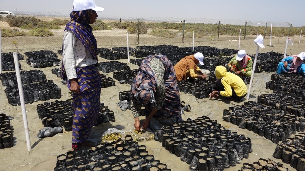 Seeds plantation in prepared plastic bags 1