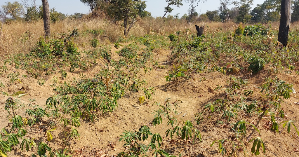 cassava field