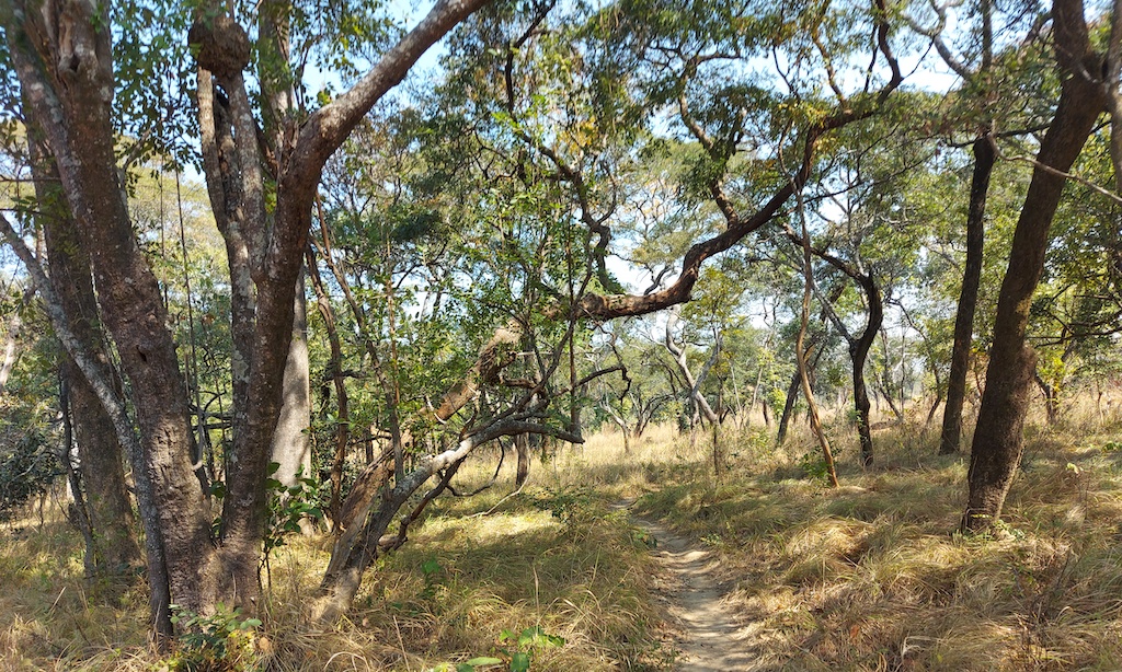 community forest
