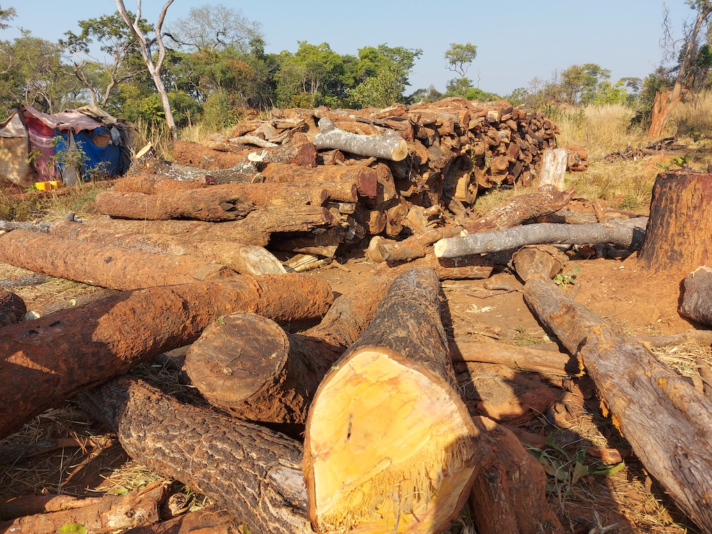 wood collected for charcoal